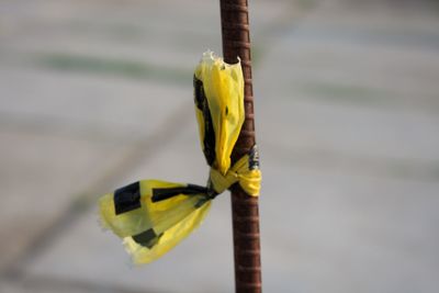 Close-up of yellow bird perching on metal pole