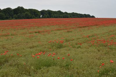 Red poppies on field against sky