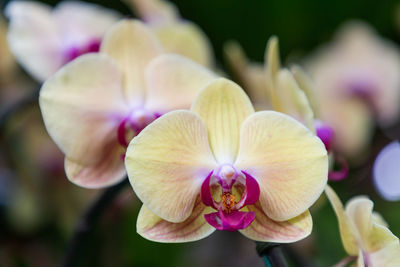 Close-up of pink orchids