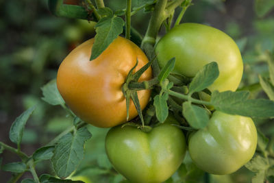 Close-up of apples