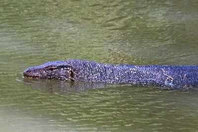 Close-up of water monitor swimming in water