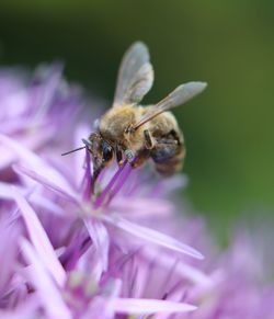 Close-up of honey bee pollinating on purple flower