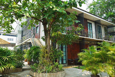 Potted plants outside house by trees in city