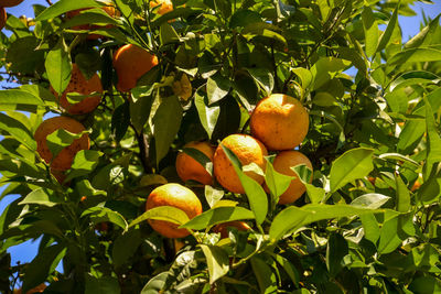 Fruits growing on tree