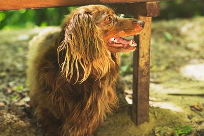 Close-up of dog on field