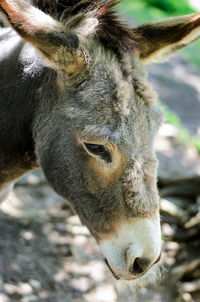 Close-up of horse