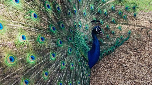 Close-up of peacock