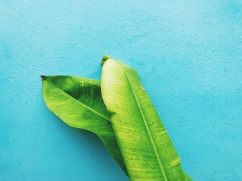 Close-up of green leaves on wall