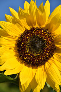 Close-up of sunflower