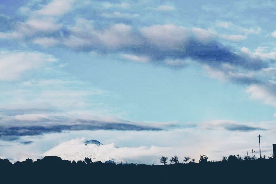 SILHOUETTE OF TREES ON LANDSCAPE