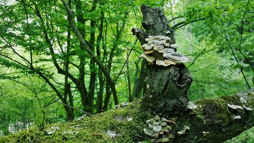 Close-up of lizard on tree in forest