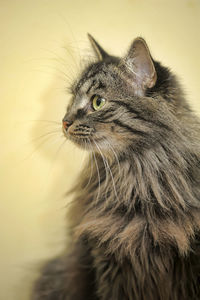 Close-up of a cat looking away