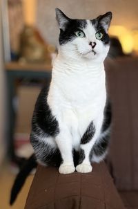 Close-up of cat sitting at home