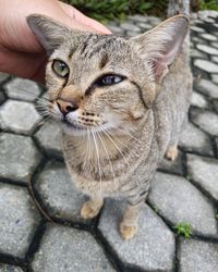 Close-up portrait of tabby cat on footpath