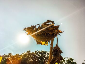 Low angle view of flowering plant against sky