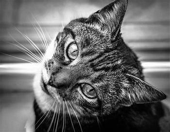 Close-up of a cat looking away