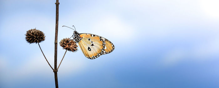 Close-up of butterfly pollinating flower