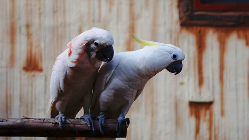 Close-up of parrot perching on wood