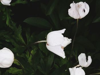 Close-up of white flower blooming outdoors