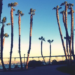 Scenic view of trees against sky at sunset