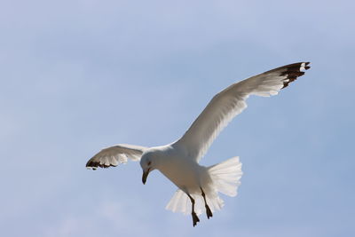 Low angle view of seagull flying