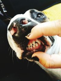 Close-up of man holding dog