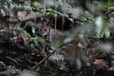 View of squirrel in forest