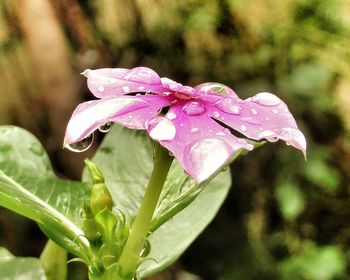 Close-up of pink flower