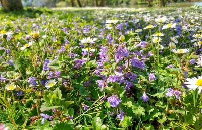 Close-up of purple flowering plants in garden