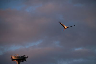 Low angle view of stork flying against cloudy sky during sunset