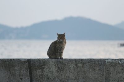 Cat on retaining wall against sky