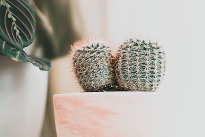 Close-up of succulent plant on table at home