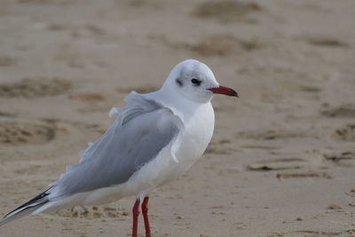 Close-up of seagull on beach