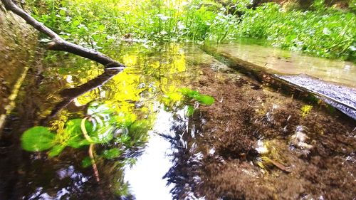 Scenic view of lake amidst trees in forest