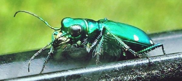 Close-up of insect