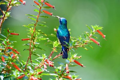 Bird perching on a branch