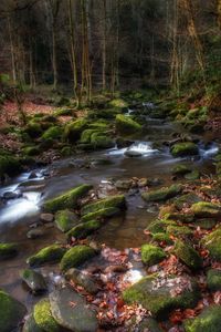 Stream flowing through forest