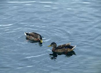 High angle view of ducks swimming on lake