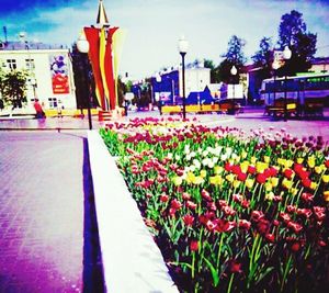 Flowers growing in a row