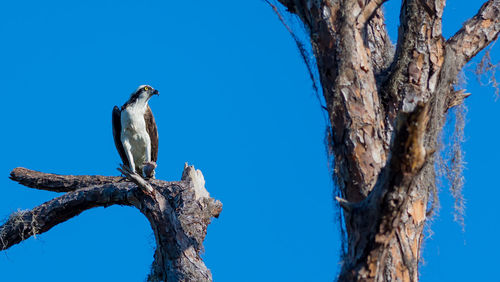 Low angle view of bird perching on tree against blue sky