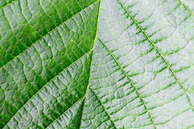 Full frame shot of leaf