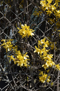 Close-up of yellow flowering plant