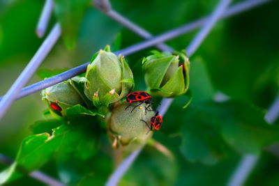 Close-up of ladybug on plant