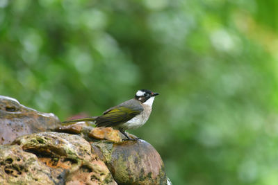 Close-up of bird perching on rock