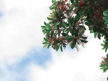Low angle view of tree against sky