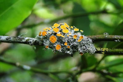 Close-up of flowers on tree