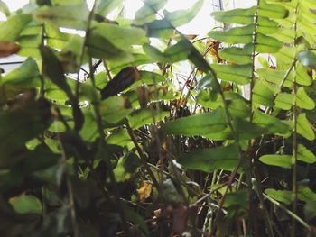 Close-up of plant