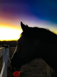 Silhouette horse against sky during sunset