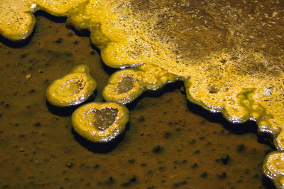 Full frame shot of food in water