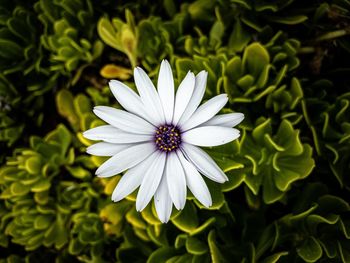 Close-up of white daisy